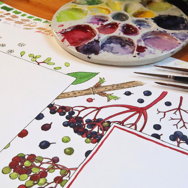 Je cuisine le sureau 03