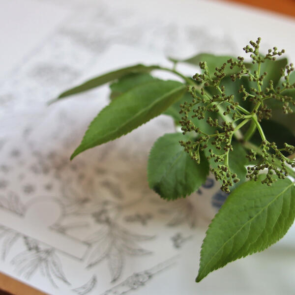 Je cuisine le sureau 04